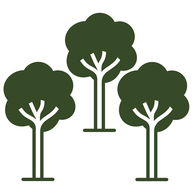 Himalayan Birch Trees Bundle of 3
