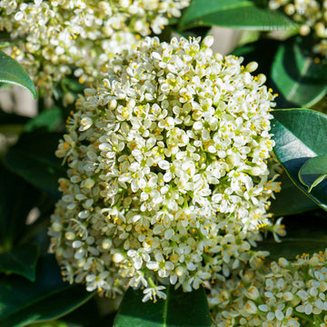 Skimmia Fragrant Cloud flowers