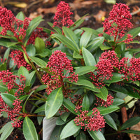 Skimmia japonica Rubella