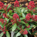 Skimmia japonica Rubella