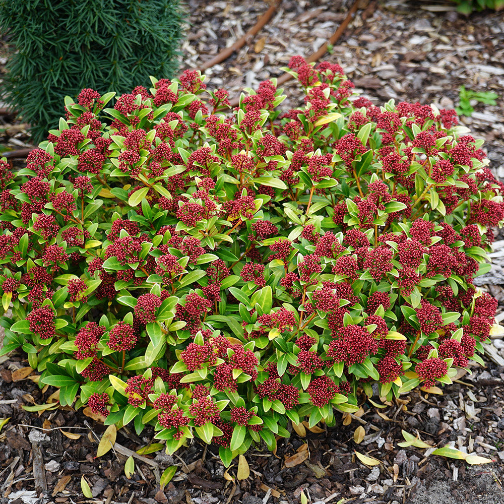 Evergreen shrubs for all seasons