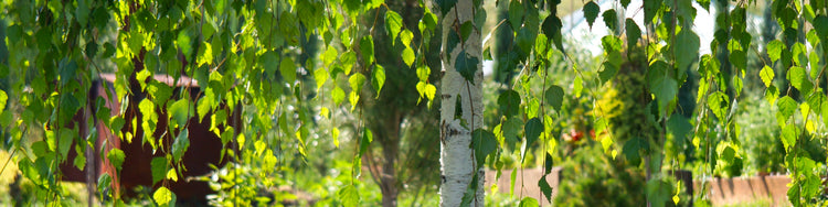 Small Birch with white bark