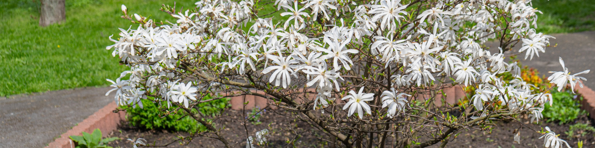 Small Magnolia in flower