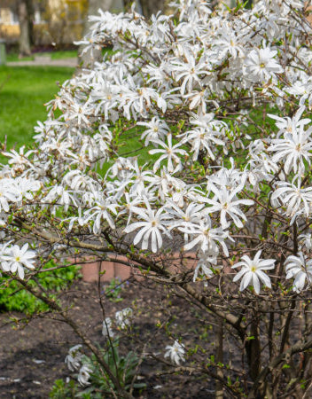 Small Magnolia Trees For Smaller Gardens – Ornamental Trees