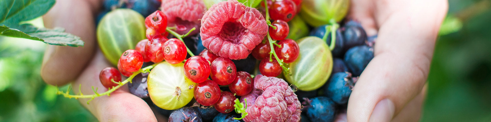 Hands full of soft fruit