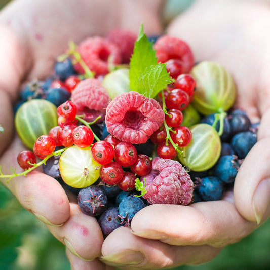 Mixed fruits held in hands