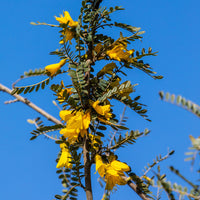 Sophora microphylla 'sun king'