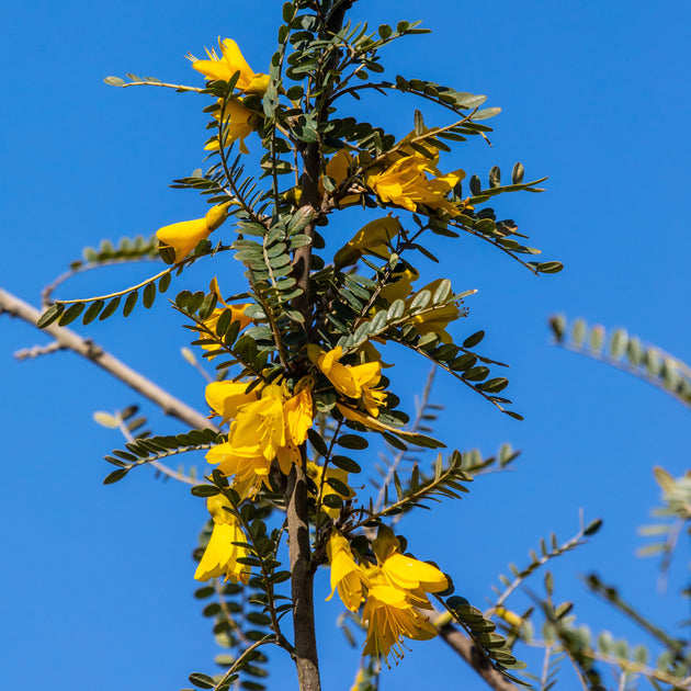 Sophora microphylla 'sun king'