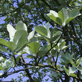 Premium standard tree, 10-12cm girth, 3.0-3.5m, 45L pot