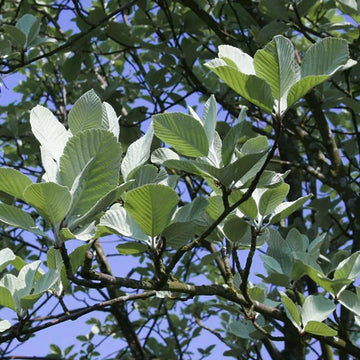 Sorbus aria 'Lutescens' Whitebeam