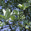 Sorbus aria 'Lutescens' Whitebeam