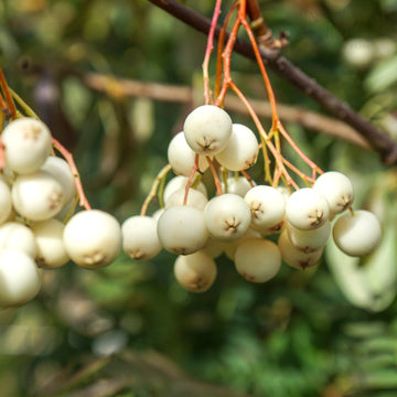 Sorbus Cashmiriana Berries