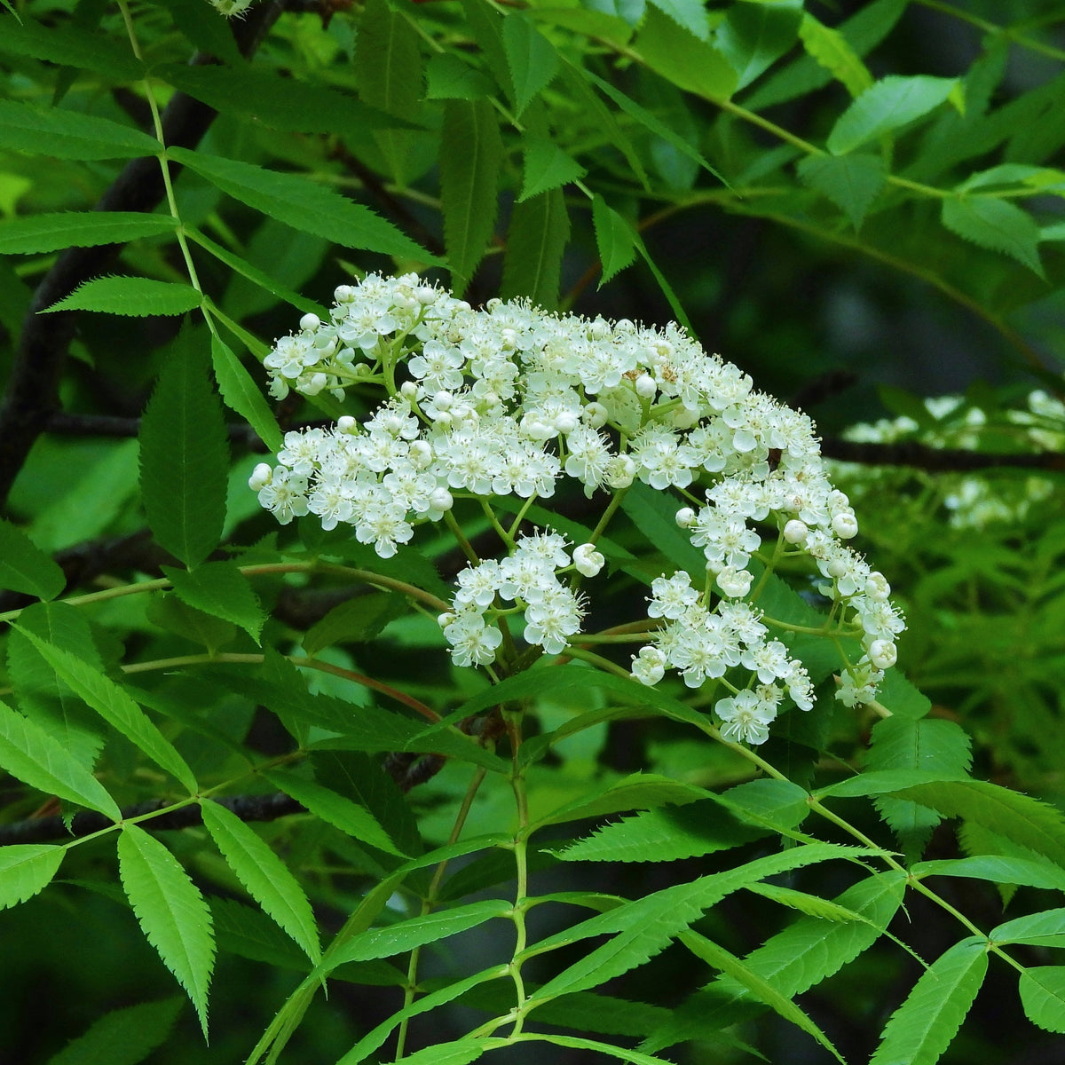 Sorbus commixta 'Carmencita'