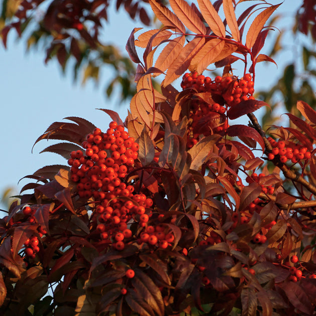 Sorbus commixta 'Carmencita'