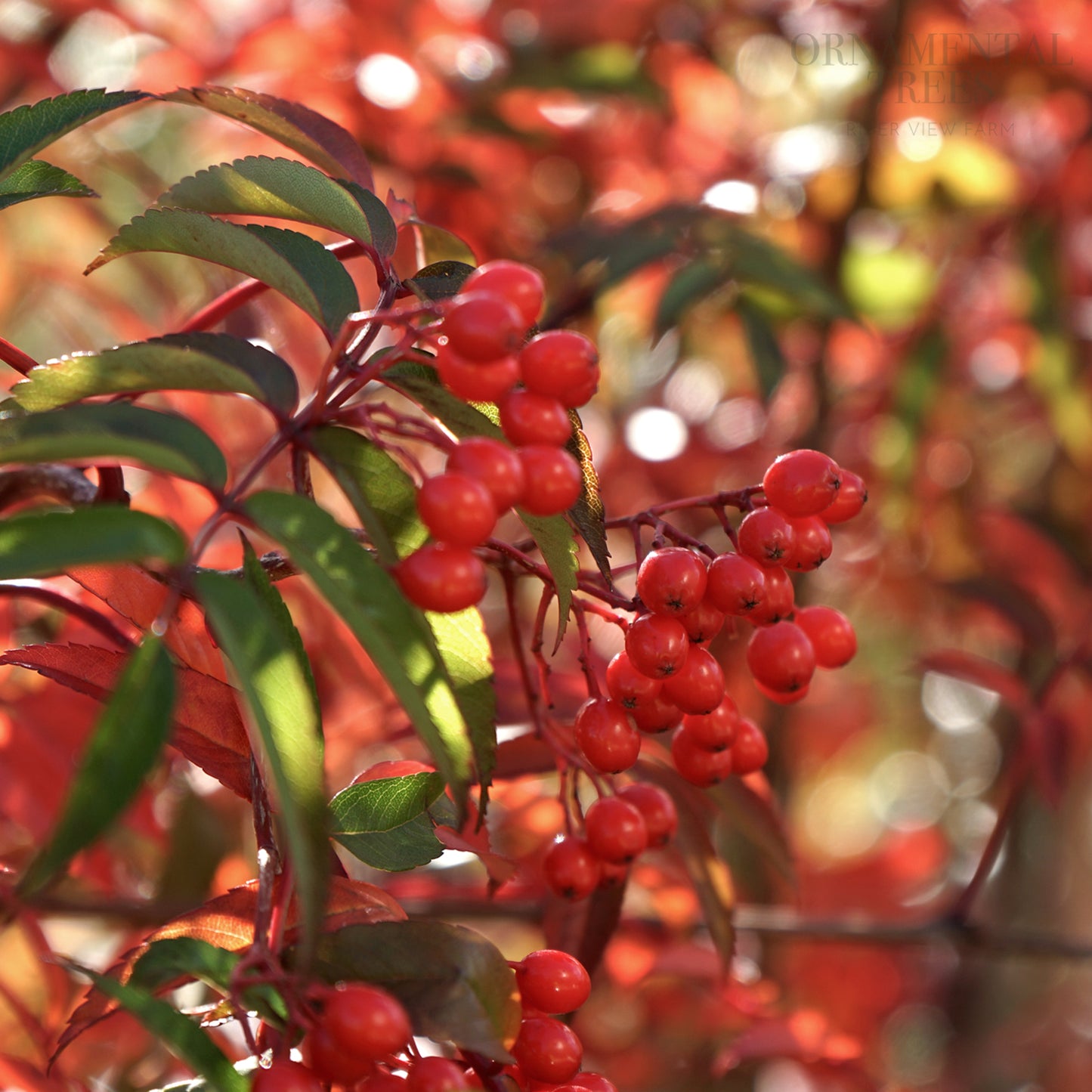 sorbus commixta berries
