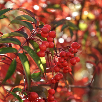 Sorbus commixta