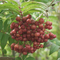 Sorbus 'Copper Kettle' with copper-coloured Rowan berries