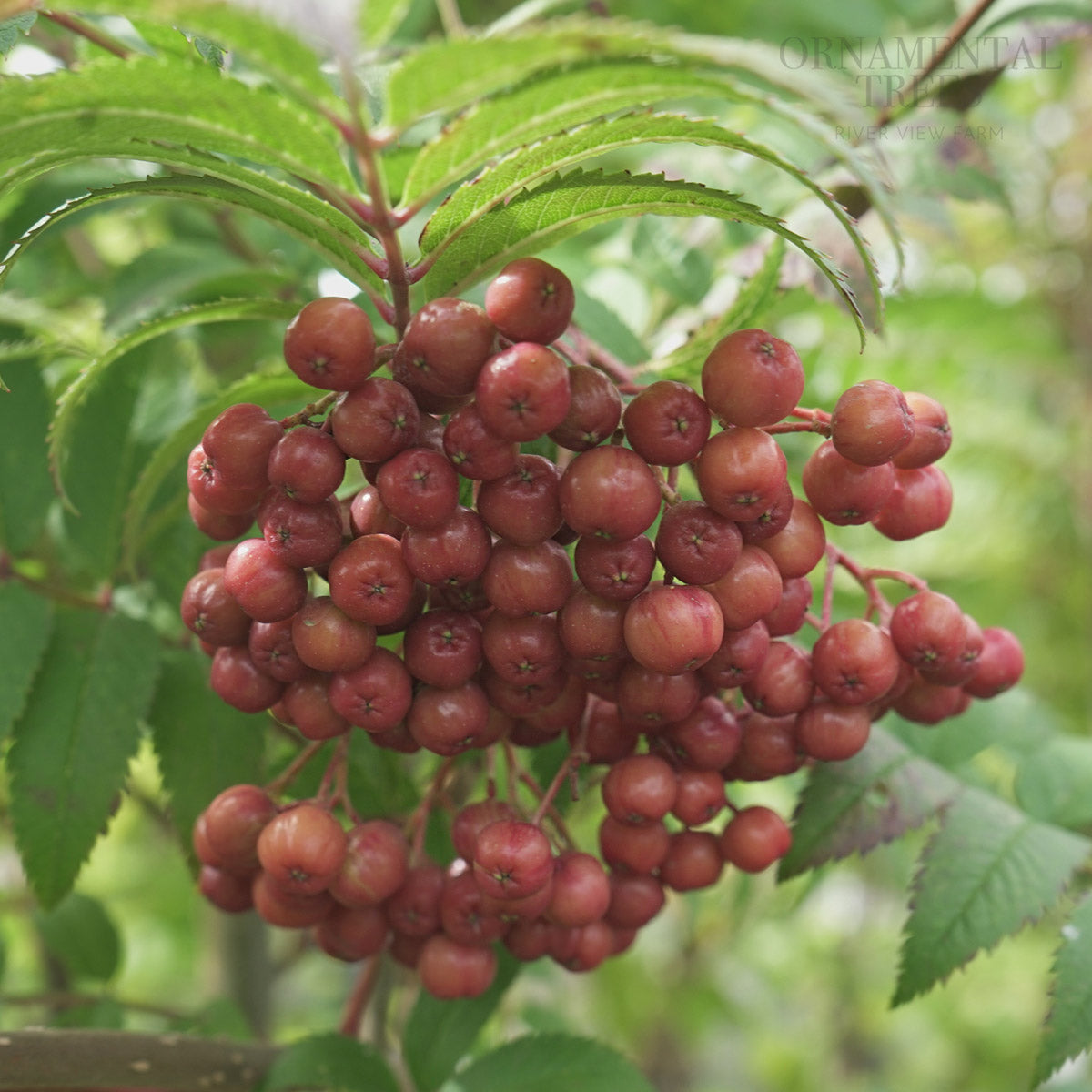 Sorbus 'Copper Kettle' with copper-coloured Rowan berries