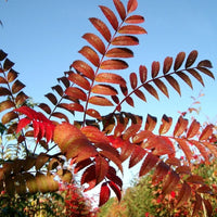 Sorbus 'Eastern Promise' Tree