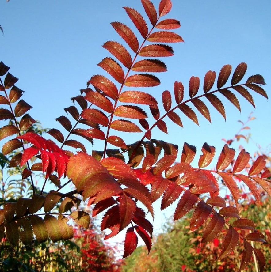 Sorbus 'Eastern Promise' Tree