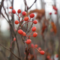 Sorbus_Red_Bird