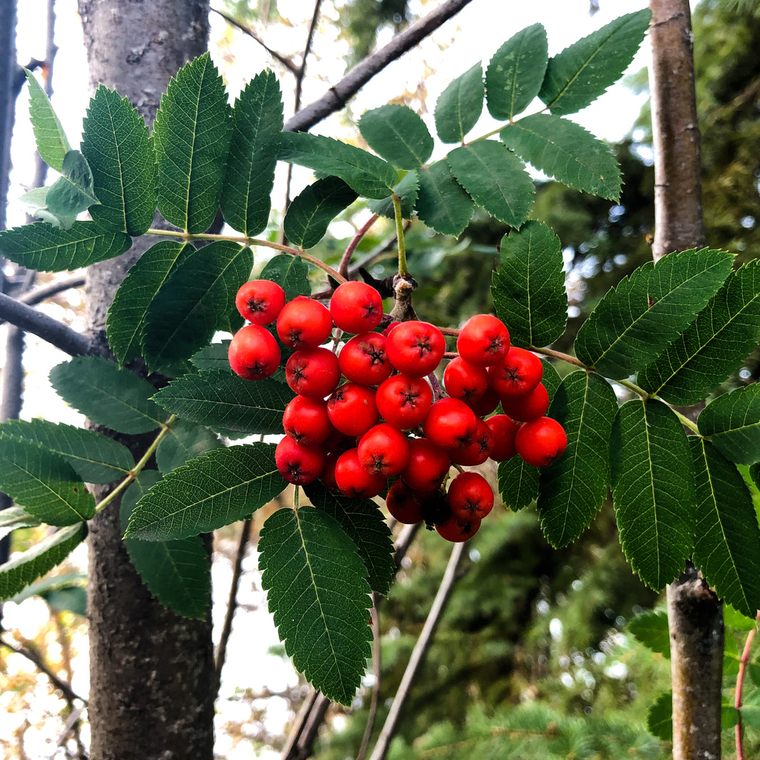 Mature Rowan Trees For Sale | Large Sorbus Trees | Ornamental Trees