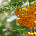 Sorbus aucuparia 'Sunshine' Rowan