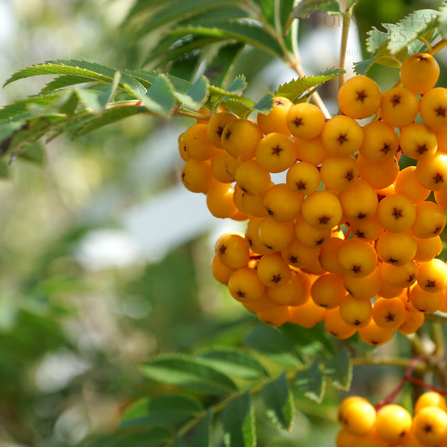 Sorbus aucuparia 'Sunshine' Rowan