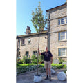 Extra heavy standard tree, 14-16cm girth, 4.5-6.0m, 55L pot