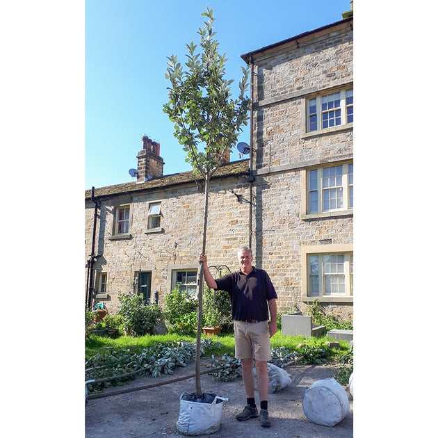 Extra heavy standard tree, 14-16cm girth, 4.5-6.0m, 55L pot