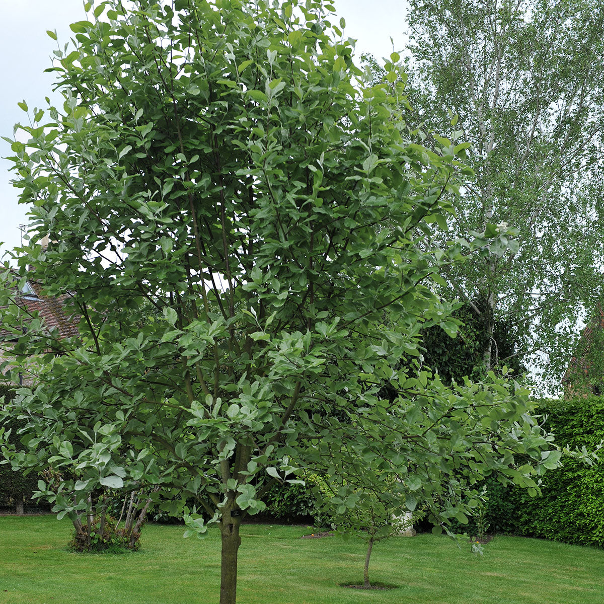 Sorbus aria 'Lutescens' mature whitebeam tree