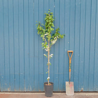 Sorbus alnifolia 'Red Bird' Rowan single stem tree