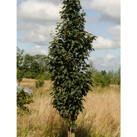 Sorbus alnifolia 'Red Bird' upright Rowan tree