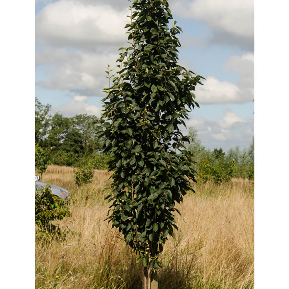 Sorbus alnifolia 'Red Bird' upright Rowan tree