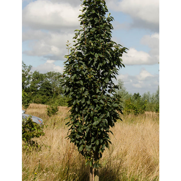 Sorbus alnifolia 'Red Bird' upright Rowan tree