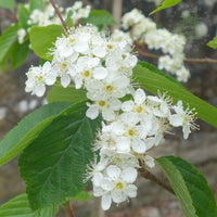 Sorbus alnifolia 'Red Bird' in flower