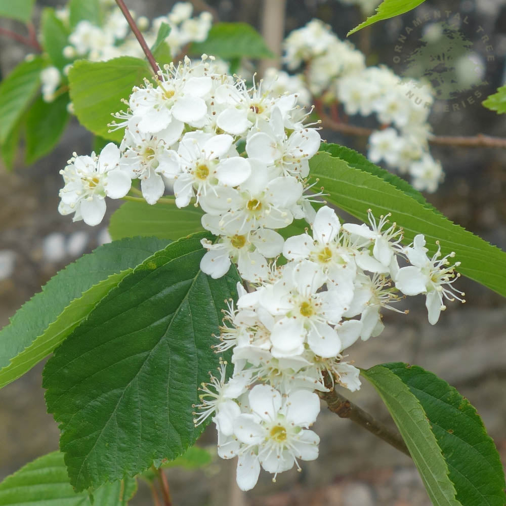 Sorbus alnifolia 'Red Bird' in flower