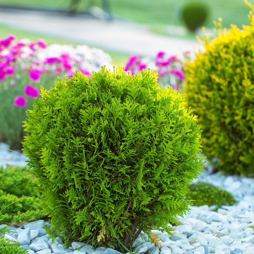 Small conifers in garden