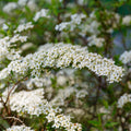 Bush, 80-100cm, 12L pot