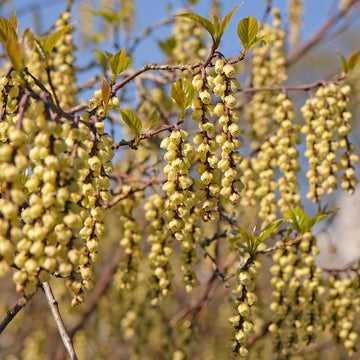 Stachyurus praecox