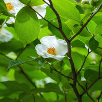 Stewartia pseudocamellia