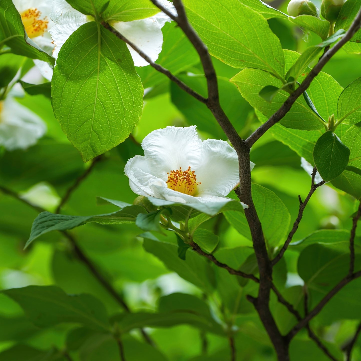 Stewartia pseudocamellia