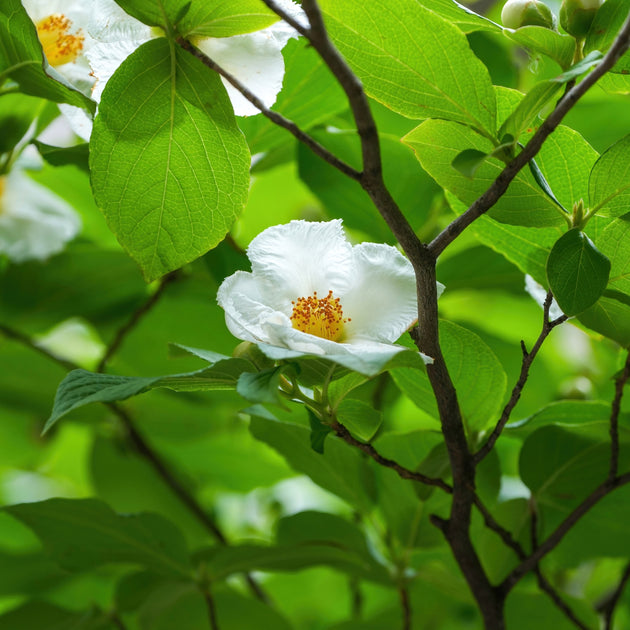 Stewartia pseudocamellia
