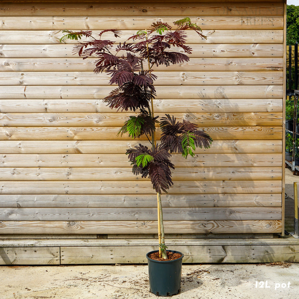 Albizia 'Summer Chocolate 12L pot 