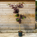 Albizia 'Summer Chocolate 12L pot 