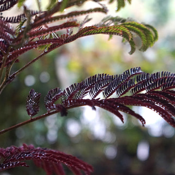 Albizia julibrissin 'Summer Chocolate' Tree