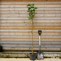 Lilac 'Madame Lemoine' 