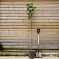 Tree top grafted at 120 cm, 150-175cm, 7.5L pot