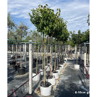 Syringa vulgaris 'Madame Lemoine' Tree