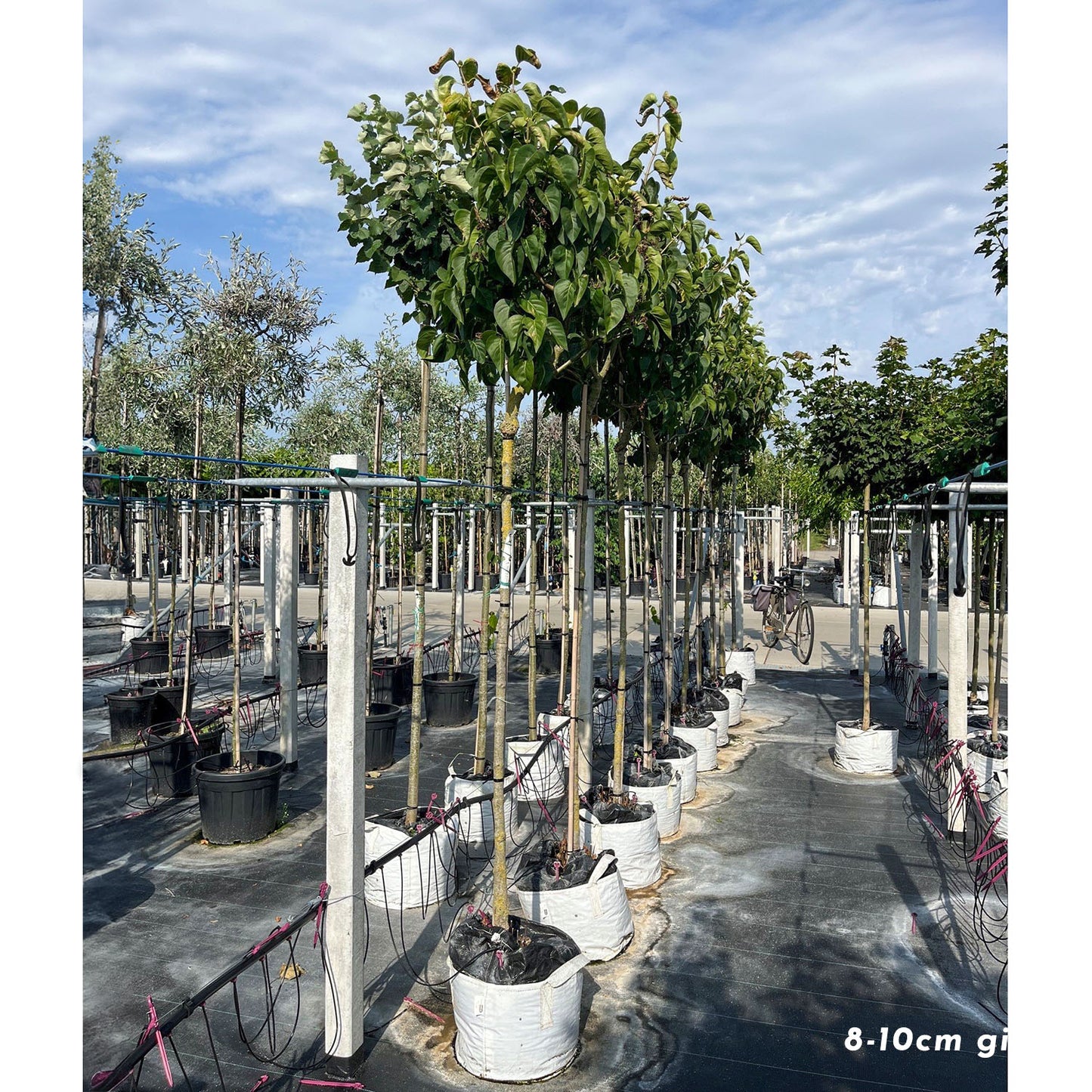 Syringa vulgaris 'Madame Lemoine' Tree